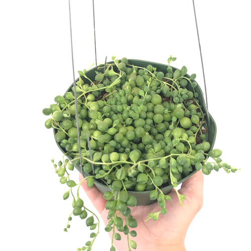 String of Pearls (6in)