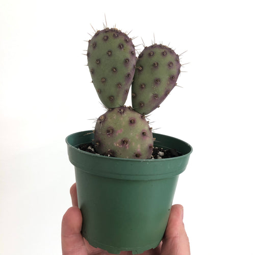 Opuntia 'Baby Rita'