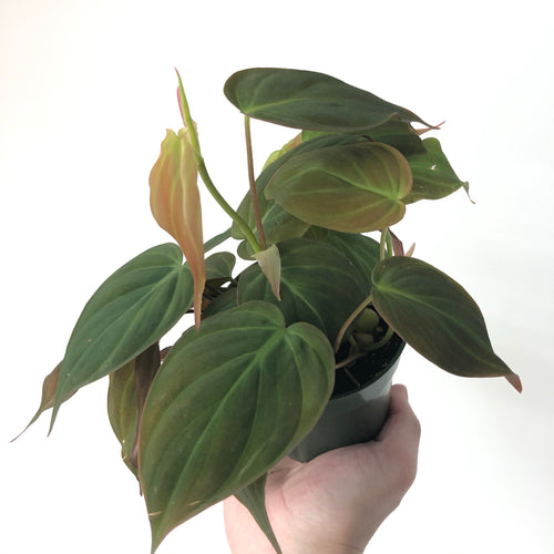 Philodendron 'Micans'