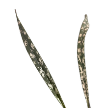 Load image into Gallery viewer, Snake Orchid&#39;