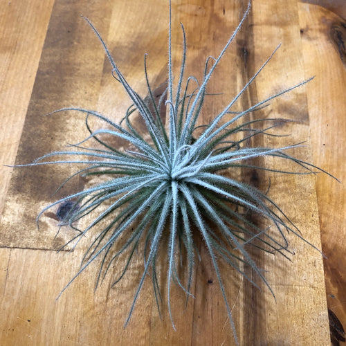 Tillandsia tectorum