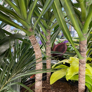 Dracaena 'Tarzan' (10in)