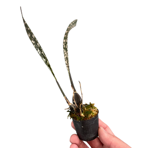 Snake Orchid'