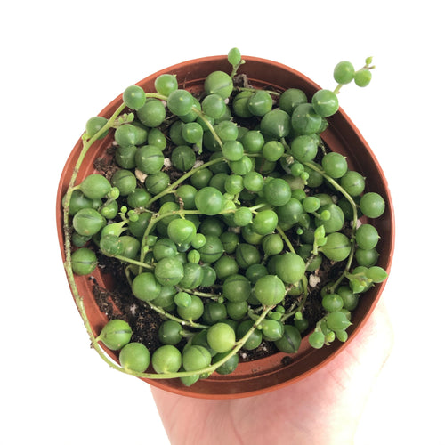 String of Pearls