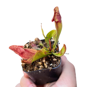 Assorted Carnivorous Plants