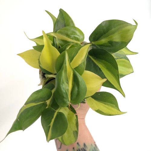 Philodendron 'Brasil'