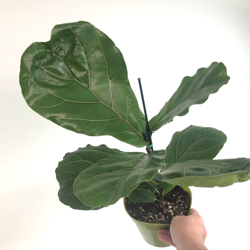 Fiddle Leaf Fig (6in+)