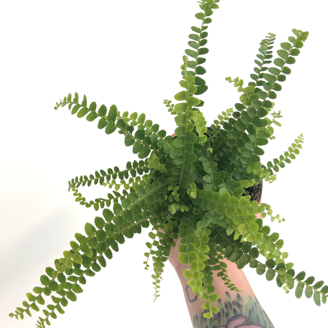 Lemon Button Fern