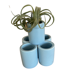 Tiny Air Plant Pot