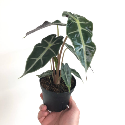 Alocasia amazonica 'Polly'