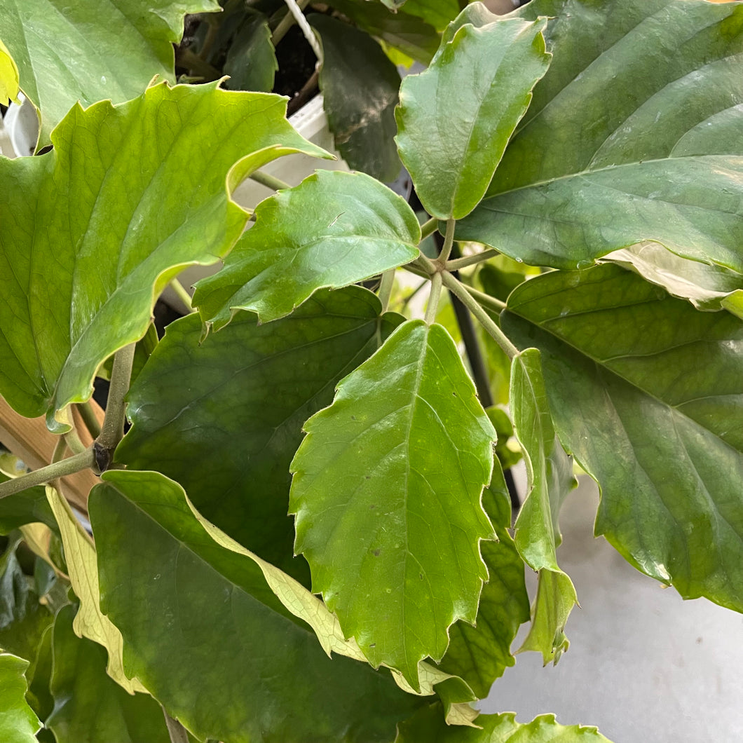Chestnut Vine (10in)
