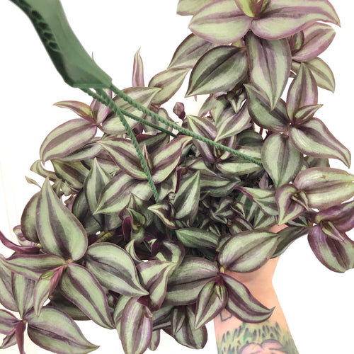 Purple Tradescantia (6in)