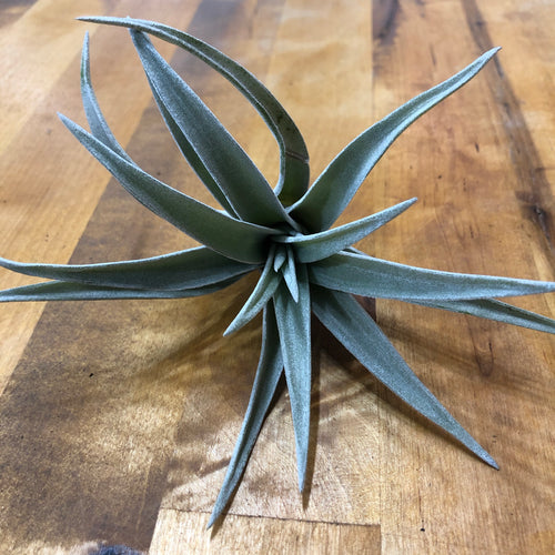 Tillandsia harrisii