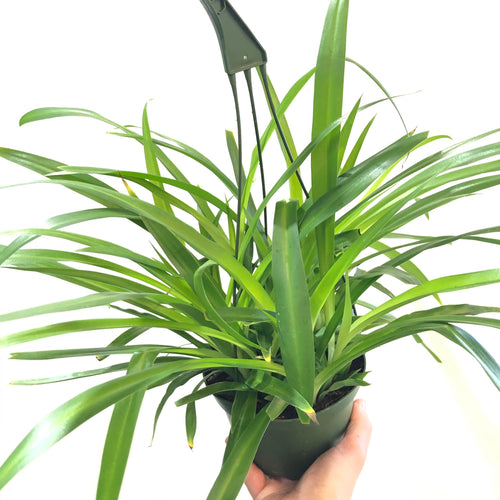 Hawaiian Spider Plant (6in)