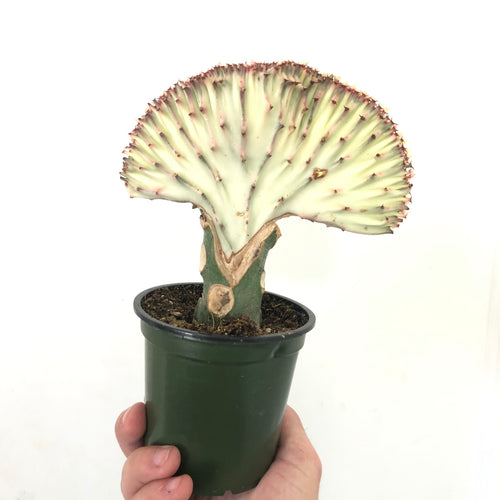 Euphorbia latcea Grafted