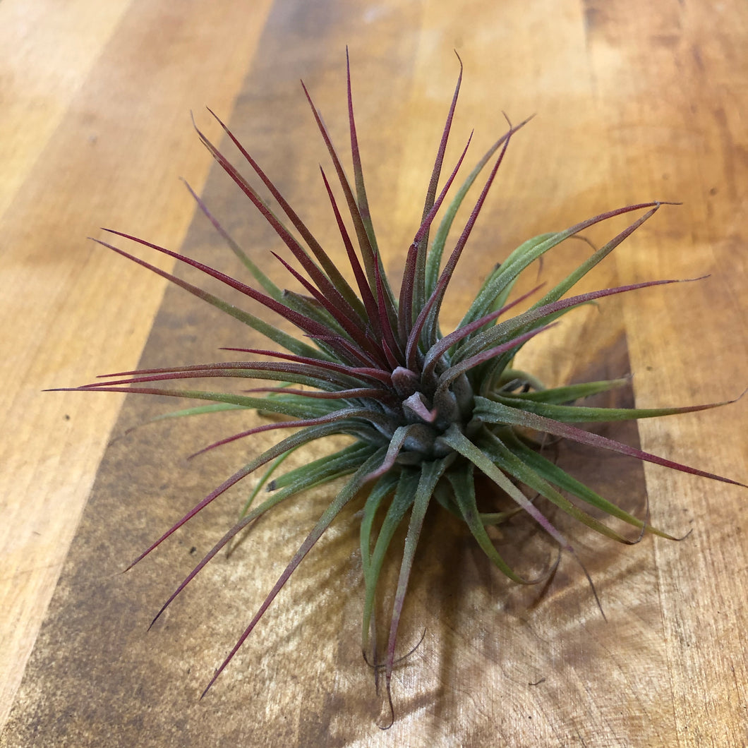 Tillandsia ionantha Guatemala