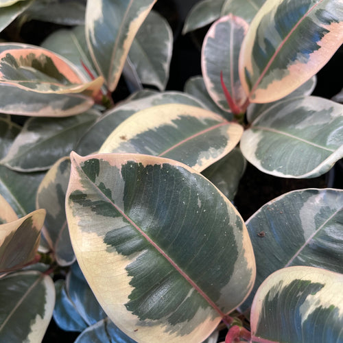 Ficus 'Tineke'