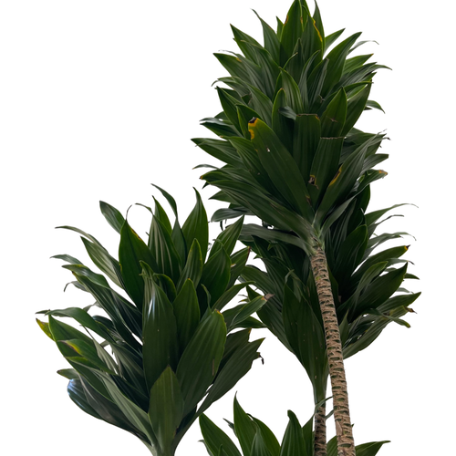 Dracaena 'JC Compacta' (9in+)