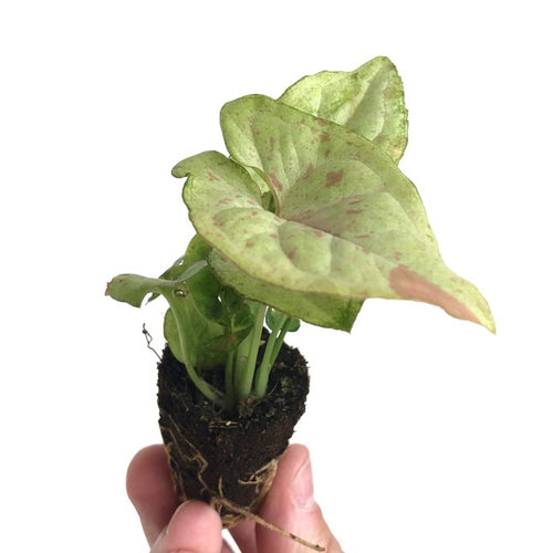 Syngonium 'Milk Confetti'