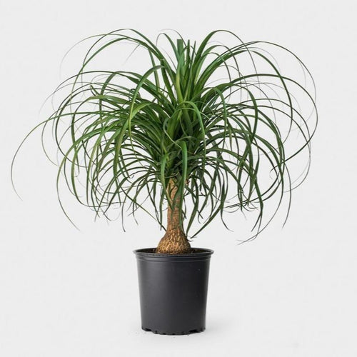 Ponytail Palm (6in+)